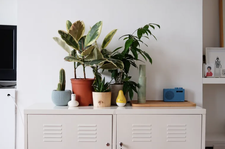 plantas; plantas em vasos coloridos; armário metálico