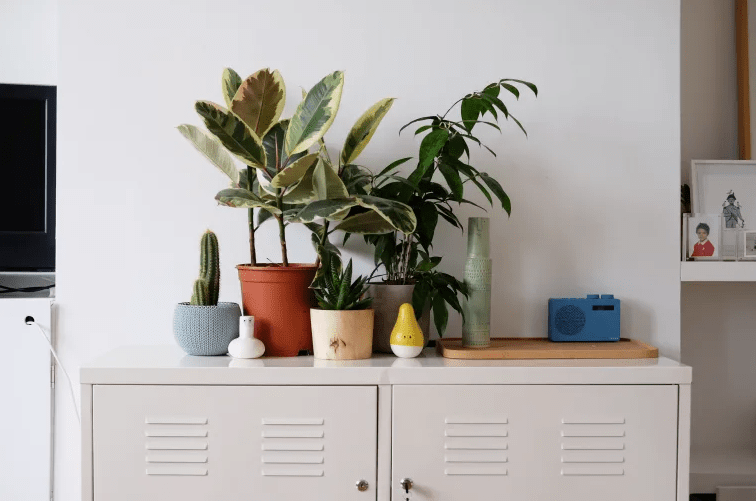 9 plantas que você pode regar apenas uma vez por mês