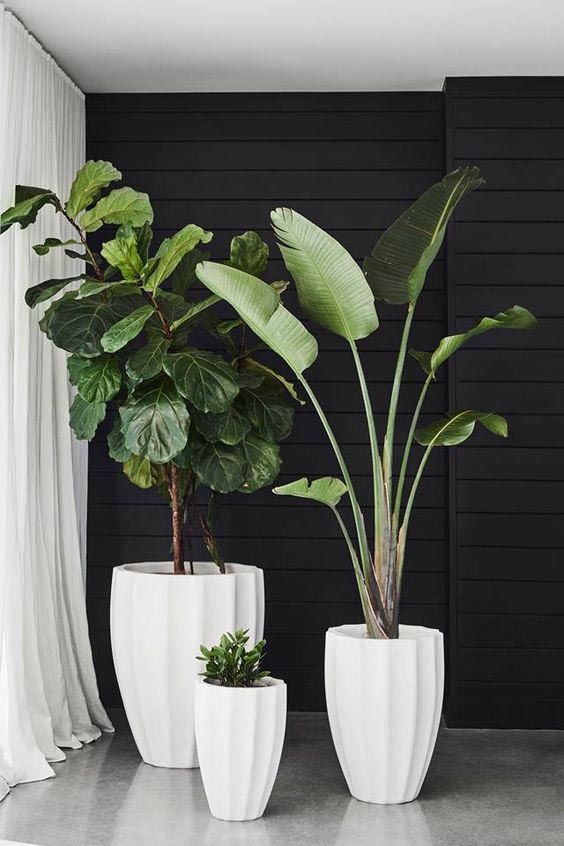 Ces belles plantes – TRAITS D’CO Magazine