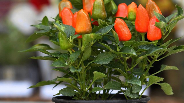 1-7-plantas-que-afastam-a-negatividade-da-casa 1-7-plantas-que-afastam-a-negatividade-da-casa
