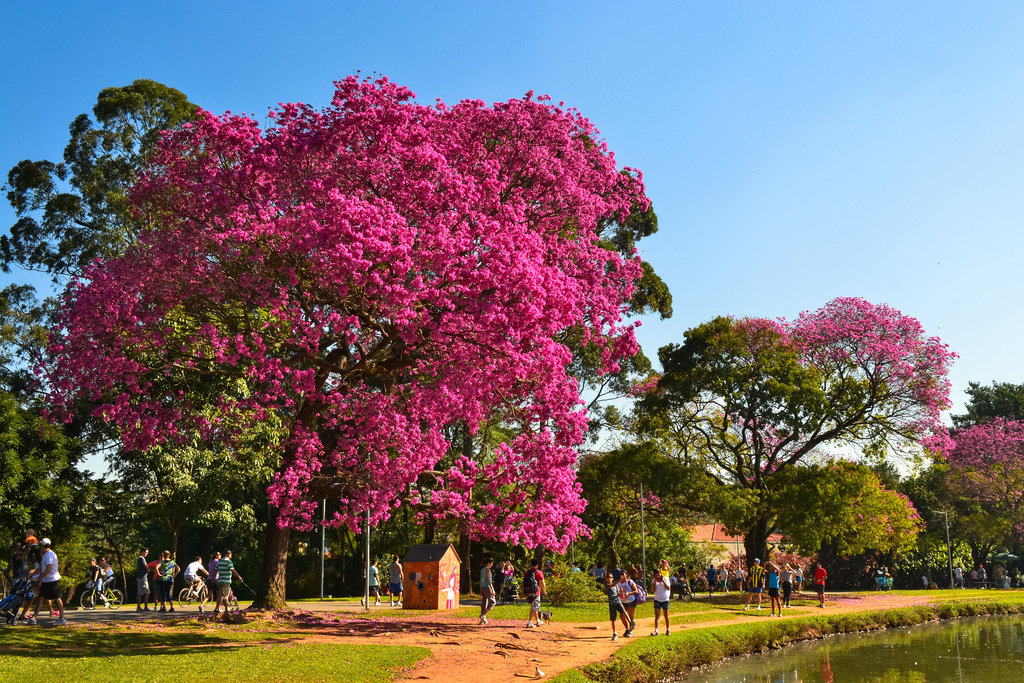 1-como-cuidar-de-plantas-flores-e-da-decoracao-durante-a-primavera
