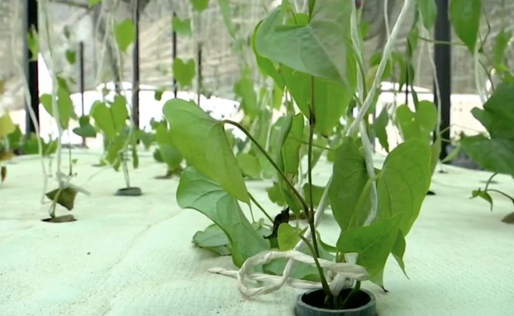 1-fazenda-aeroponica-na-nigeria-cultiva-plantas-sem-solo-ou-agua 1-fazenda-aeroponica-na-nigeria-cultiva-plantas-sem-solo-ou-agua