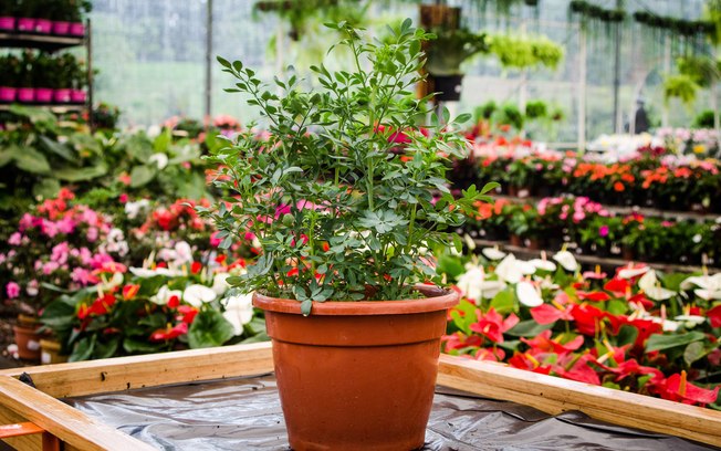 2-7-plantas-que-afastam-a-negatividade-da-casa 2-7-plantas-que-afastam-a-negatividade-da-casa