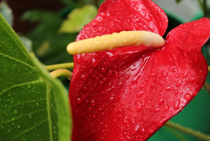 Close em flor vermelha de antúrio molhada.