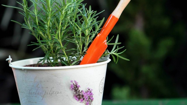 3-7-plantas-que-afastam-a-negatividade-da-casa 3-7-plantas-que-afastam-a-negatividade-da-casa