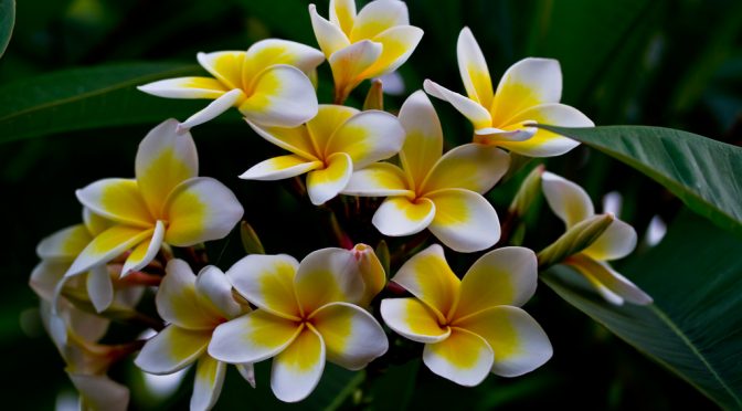4-7-plantas-que-afastam-a-negatividade-da-casa 4-7-plantas-que-afastam-a-negatividade-da-casa