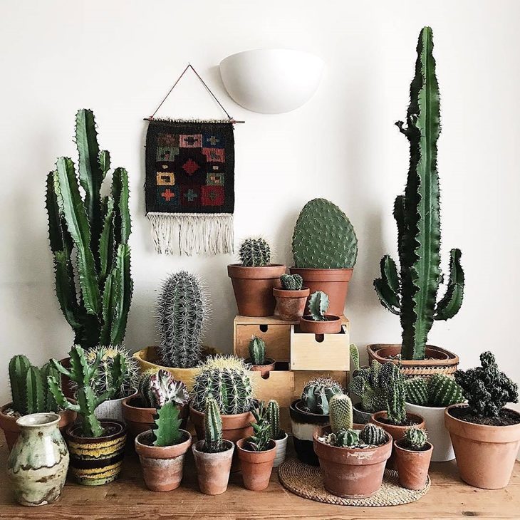 5-7-plantas-que-afastam-a-negatividade-da-casa 5-7-plantas-que-afastam-a-negatividade-da-casa