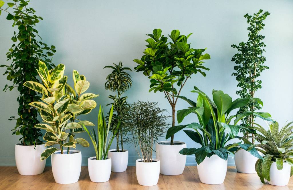 8-7-plantas-que-afastam-a-negatividade-da-casa