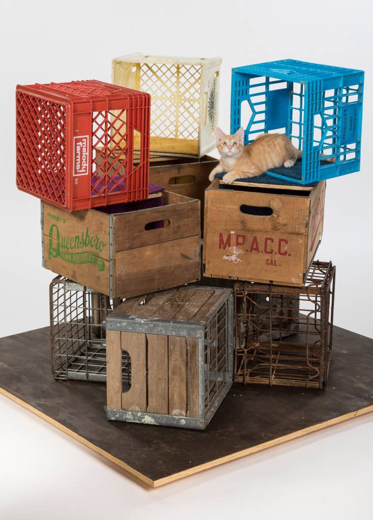 architects-for-animals-2019_dezeen_2364_col_1 architects-for-animals-2019_dezeen_2364_col_1