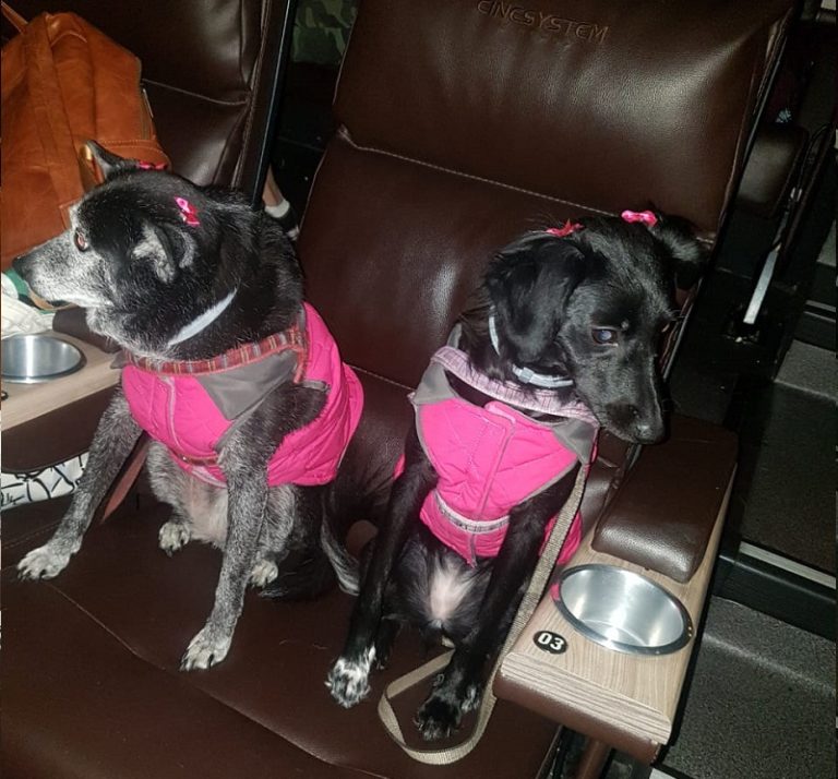cinema-para-cachorro-cine-pets-divulgacao-1-768×714 cinema-para-cachorro-cine-pets-divulgacao-1-768×714