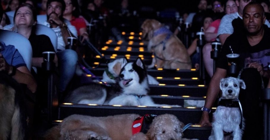 Cinema bom pra cachorro: vá assistir um filme com o seu doguinho!