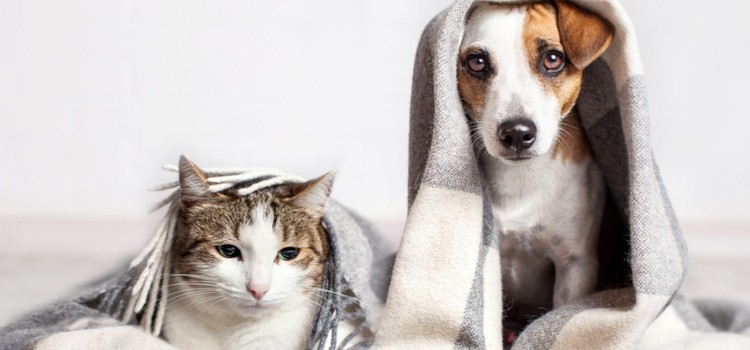 1-10-dicas-de-fotos-de-pet-para-o-fim-de-semana 1-10-dicas-de-fotos-de-pet-para-o-fim-de-semana