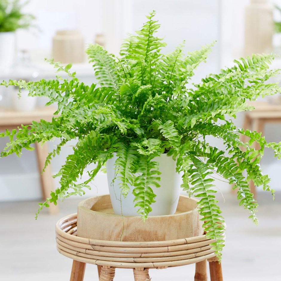 2-descubra-qual-e-a-melhor-planta-para-cada-tipo-de-eneagrama 2-descubra-qual-e-a-melhor-planta-para-cada-tipo-de-eneagrama