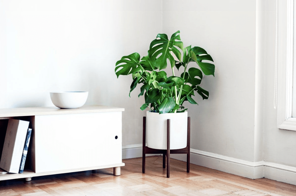 2-descubra-qual-e-a-melhor-planta-para-cada-tipo-de-eneagrama