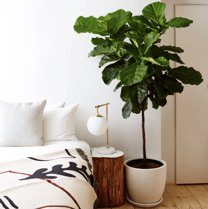 3-descubra-qual-e-a-melhor-planta-para-cada-tipo-de-eneagrama