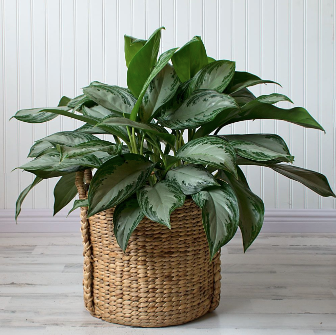 4-descubra-qual-e-a-melhor-planta-para-cada-tipo-de-eneagrama