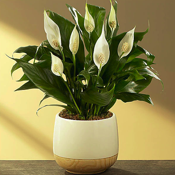 5-descubra-qual-e-a-melhor-planta-para-cada-tipo-de-eneagrama