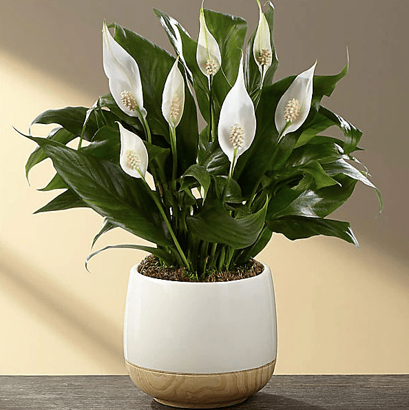 5-descubra-qual-e-a-melhor-planta-para-cada-tipo-de-eneagrama 5-descubra-qual-e-a-melhor-planta-para-cada-tipo-de-eneagrama