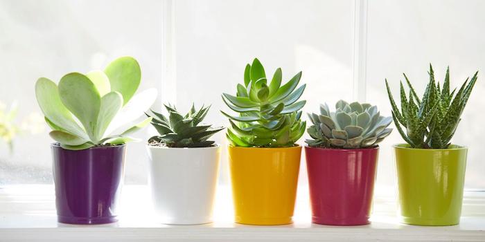 6-descubra-qual-e-a-melhor-planta-para-cada-tipo-de-eneagrama 6-descubra-qual-e-a-melhor-planta-para-cada-tipo-de-eneagrama