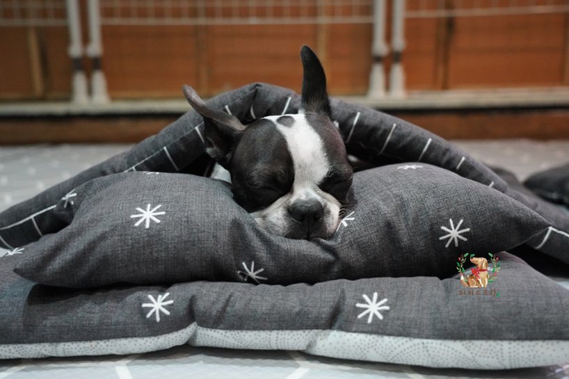puppy-daycare-center-south-korea-designboom-1 puppy-daycare-center-south-korea-designboom-1