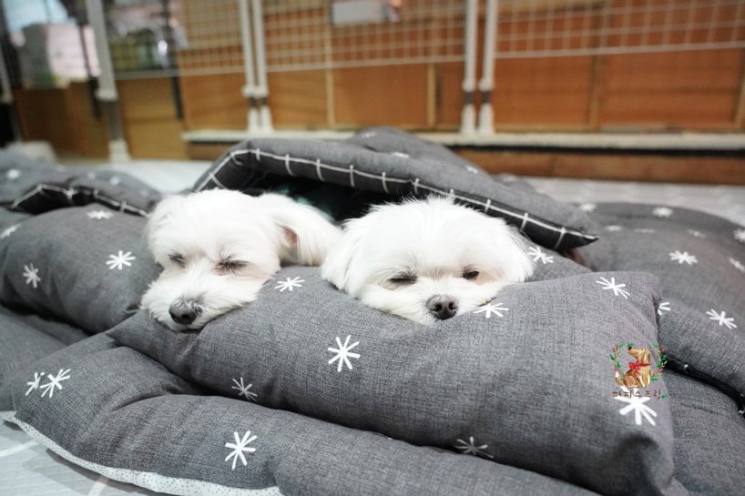 puppy-daycare-center-south-korea-designboom-10 puppy-daycare-center-south-korea-designboom-10