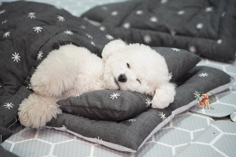 Aqui estão as fotos mais fofas que você verá hoje: cãezinhos na creche!