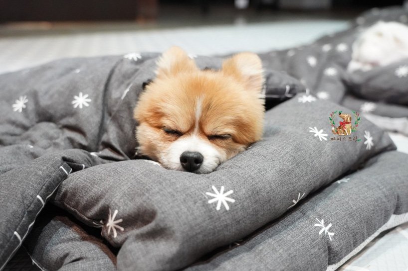 puppy-daycare-center-south-korea-designboom-12 puppy-daycare-center-south-korea-designboom-12