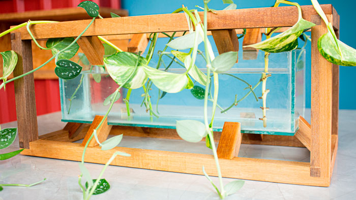 Faça você mesmo um vaso para plantas aquáticas