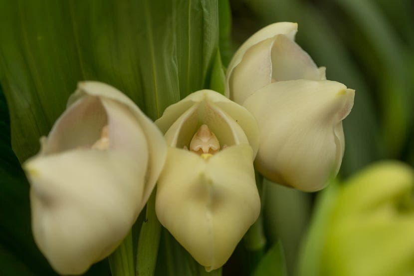 A espécie de orquídea que parece carregar um bebê dentro dela! | CASA.COM.BR