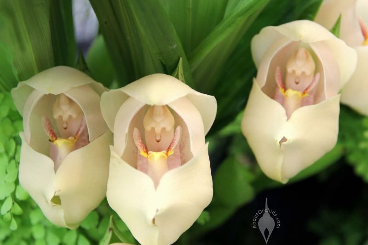 A espécie de orquídea que parece carregar um bebê dentro dela! | CASA.COM.BR