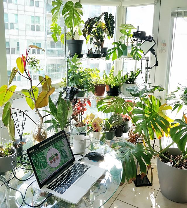plantas-darryl plantas-darryl