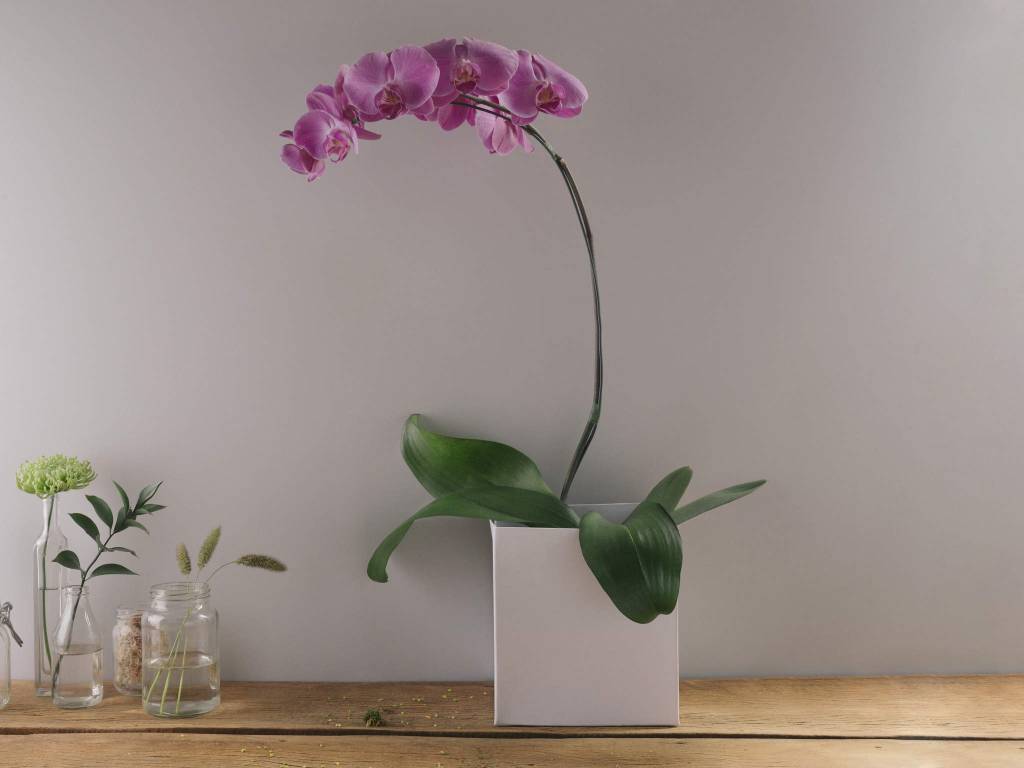 Florista-dá-dica-de-cuidado-com-flores-e-plantas-em-casa-Orquidea-pink-casacom-4