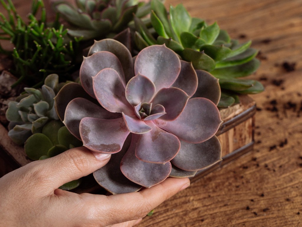 Florista-dá-dica-de-cuidado-com-flores-e-plantas-em-casa-suculenta-casacom-6
