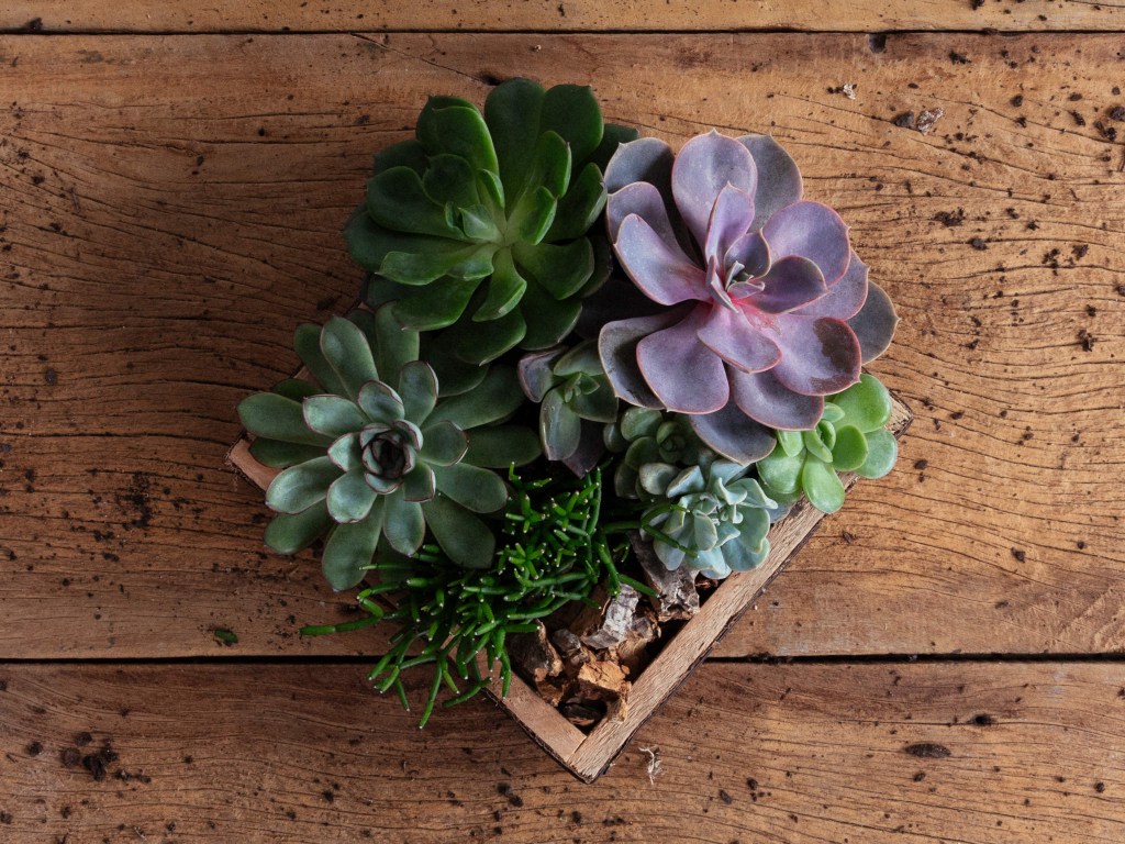 Florista-dá-dica-de-cuidado-com-flores-e-plantas-em-casa-suculenta-casacom-7 Sedum morganianum