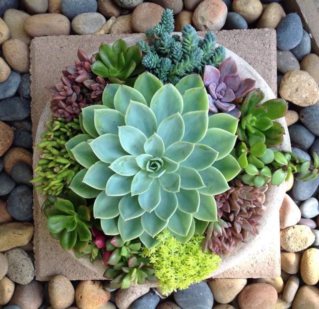 Suculentas Suculentas