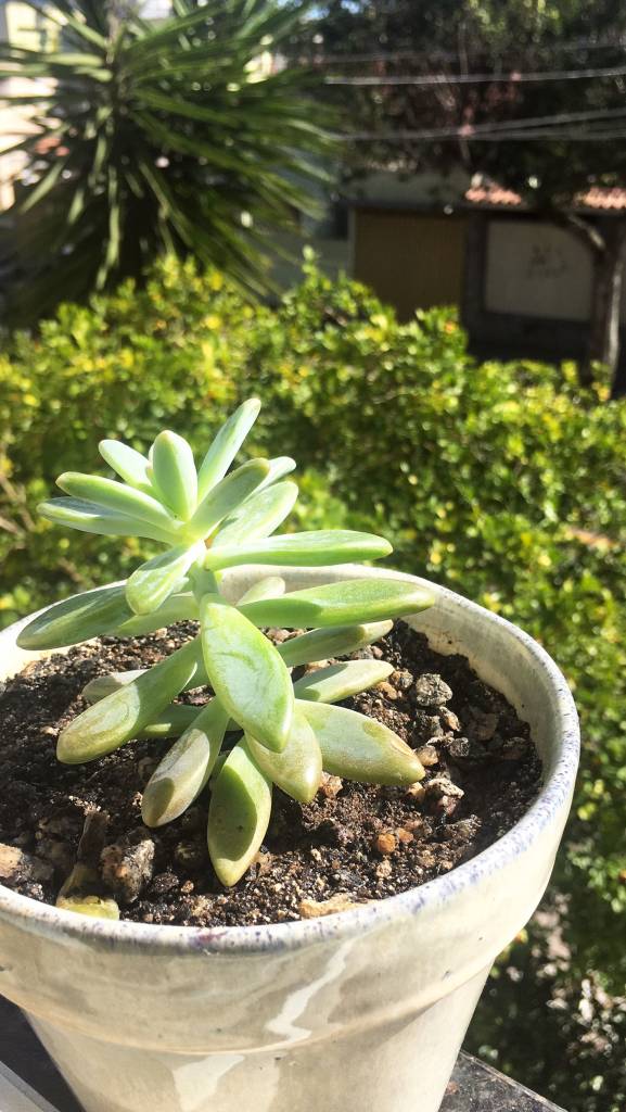 Suculenta em vaso grande em lugar aberto com muito sol