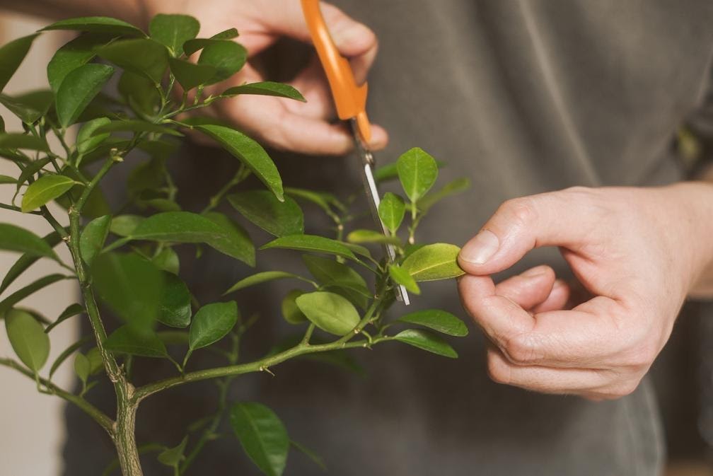 diy-5-passos-para-cultivar-arvores-frutiferas-em-vasos-casa.com-1