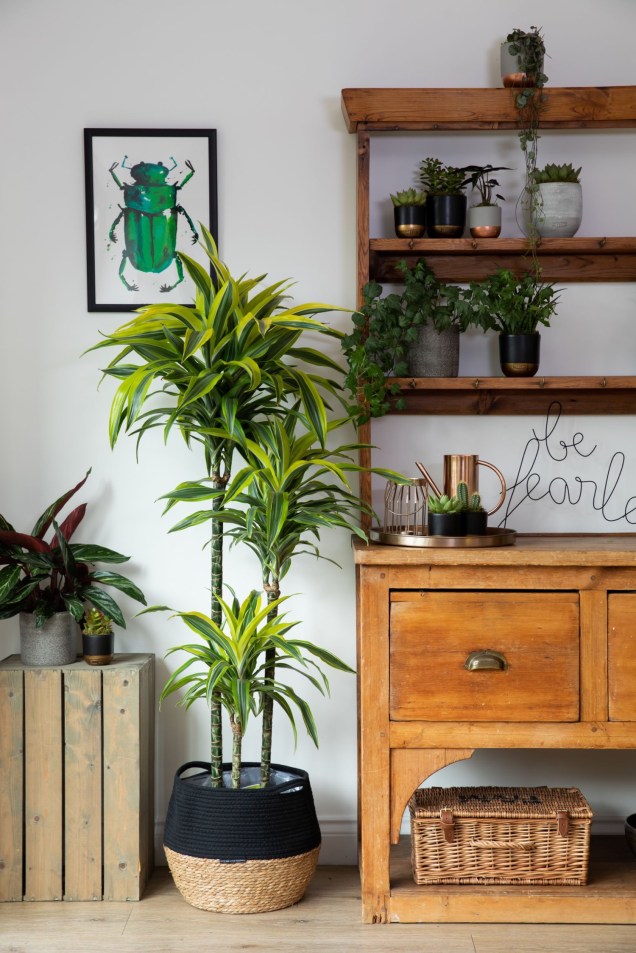 Dracena Dracena