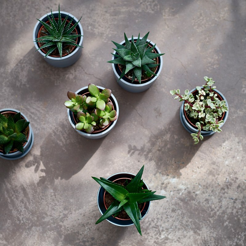 plantas-dentro-de-casa-suculentas plantas-dentro-de-casa-suculentas