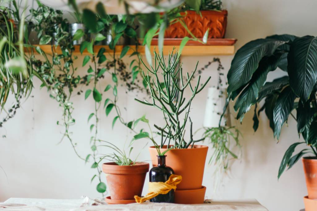 7-plantas-que-eliminam-a-energia-negativa-da-casa-brina-blum-unsplash Mesa com dois vasos de plantas e prateleira com plantas ao fundo.