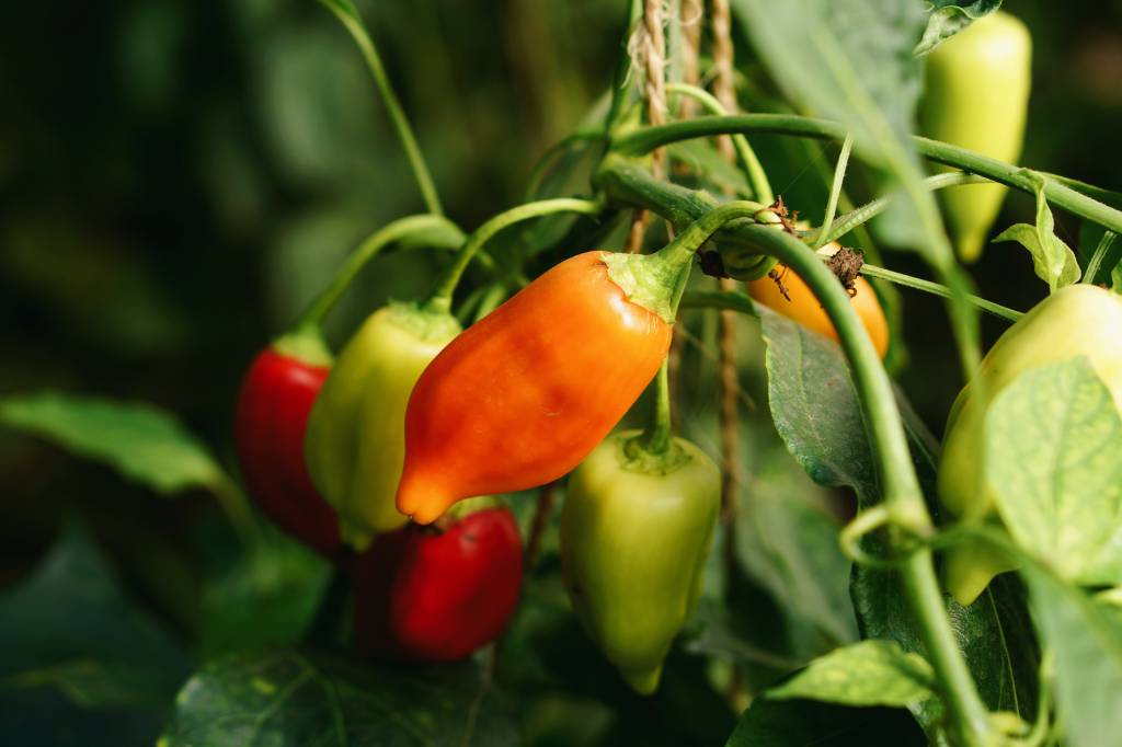 pé-de-pimenta pé de pimenta