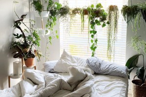 plantas-no-quarto-notanotherplant