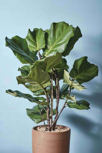 <span style="font-weight: 400">Plantas selecionadas do <a href="https://www.ateliercolorato.com">Atelier Colorato</a> estarão com 20% de desconto até domingo (29), como a ficus lyrata, de R$ 280 por R$ 224.</span> 