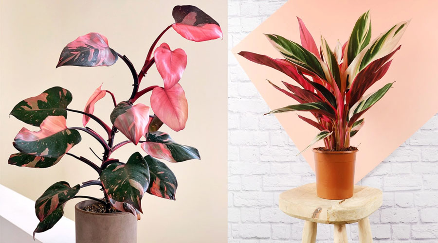 filodendro-pink-princess-e-calathea-triostar filodendro-pink-princess-e-calathea-triostar