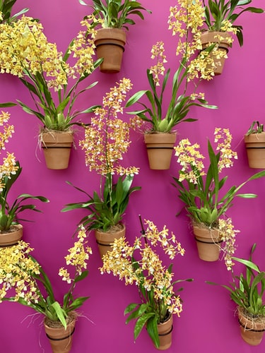 Como cuidar de orquídeas: 4 dicas simples para flores sempre bonitas |  