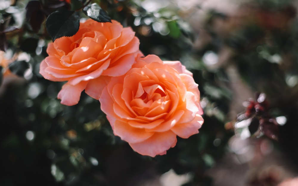 rosas laranjas