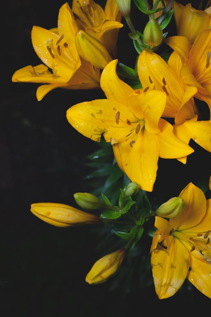 flores-fim-de-ao5 Lírios amarelos
