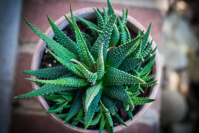 aloe-vera-planta-banheiro aloe-vera-planta-banheiro