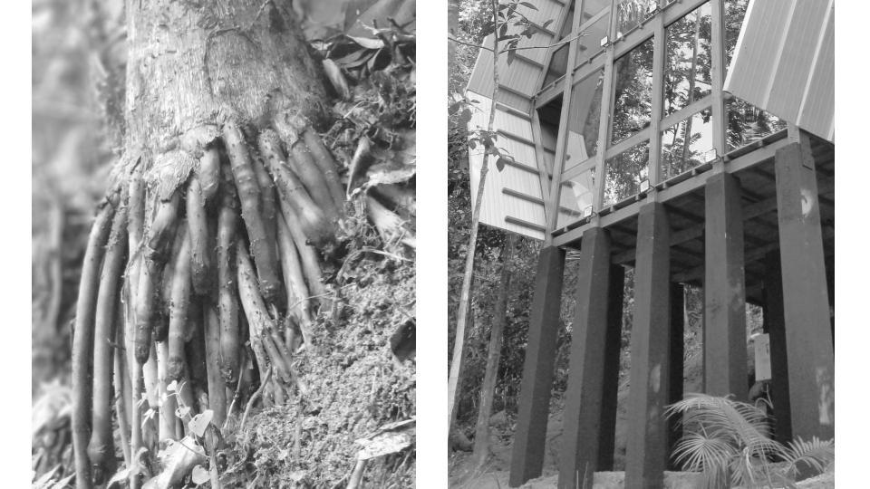 Marko Brajovic cria Casa Macaco em floresta de Paraty