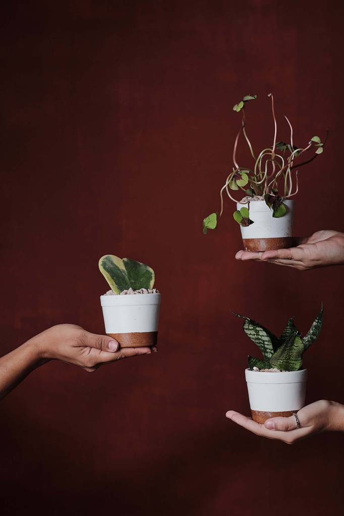 saiba-quais-cuidados-extras-voce-precisa-ter-com-as-plantas-no-verao-casa.comAtelier Colorato – Marina Reis – Foto Klacius Ank